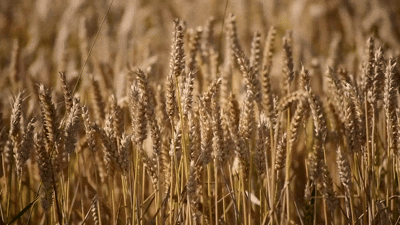 Agronomy background